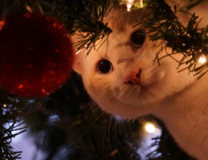 Quali sono le palline di Natale più pericolose per il nostro gatto?