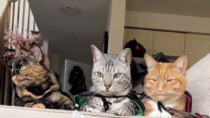 Questi gatti avevano dei piani ben precisi per l’albero di Natale – VIDEO
