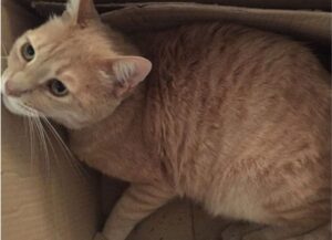 Questo gatto bionico dimostra a tutti che non ci sono limiti, basta non arrendersi