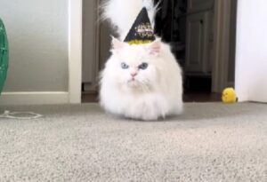 Sì, questo gatto è qui proprio per augurarvi un buon Primo dell’Anno… anche se non sembra