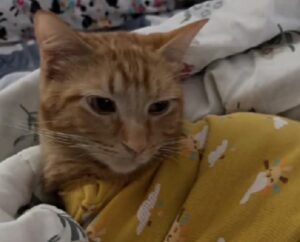 Tantissime persone si sono commosse per il motivo per cui questo gatto indossa una tutina