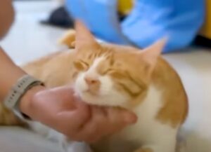 Un ragazzo decide di sacrificare la sua vacanza per passare tutto il tempo con un gattino che sta perdendo un occhio