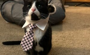 Gli impedisce di mangiare l’albero di Natale, ma poi il papà umano di questo gatto deve comunque andare dal veterinario