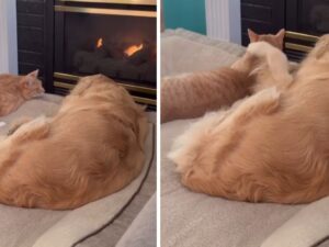 Il gatto arancione e il Golden Retriever siedono davanti al camino: sembrano una vecchia coppia sposata