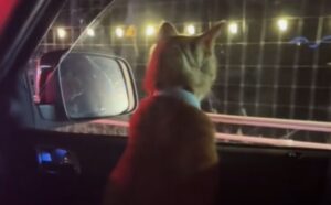L’Albero di Natale è pronto e la donna cattura i suo gatto mentre si gode la bellezza delle luci (VIDEO)