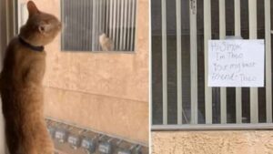 Il gatto impazzisce d’amore per il felino del suo vicino e iniziano a “comunicare” così