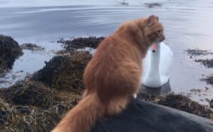 Il gatto arancione super estroverso capisce che i cigni non sono i compagni di gioco ideali (VIDEO)