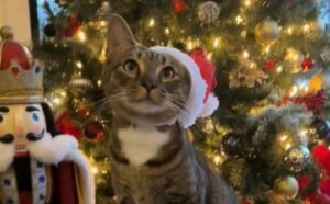 Questo gatto adorabile trova il modo più tenero per chiedere alla sua mamma una foto natalizia (VIDEO)