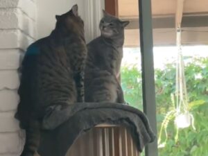 I due fratelli felini danno vita a una scenetta di puro dramma che è davvero da manuale