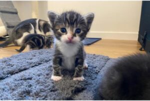 La gatta viene liberata dalla gabbia da un gentile sconosciuto: giusto in tempo per cambiare per sempre la vita dei suoi gattini