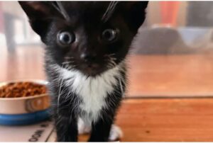 I gattini si trasferiscono finalmente in una nuova casa: anche se uno è piccolissimo, ce la mette tutta