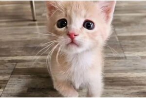 Una donna va al rifugio per un gattino: torna a casa con un felino inarrestabile