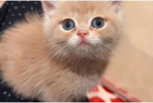 Il gattino inizia a “ruggire” quando un uomo finalmente lo lascia entrare nella sua vita (e nella sua casa)