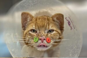 I bottoni cuciti sul muso di questo gatto sono stati il modo per salvargli la vita dopo un brutto attacco