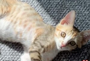 La donna voleva da sempre un gattino, ma non si aspettava di “riceverlo” così