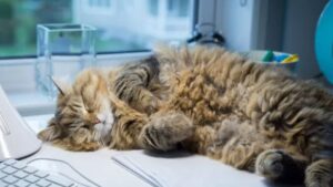 La donna registra il modo di russare del suo gatto e tutti impazziscono quando lo sentono