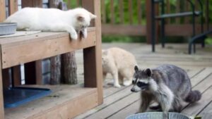 La donna convince il marito a prendere un gatto per tenere lontani i topi, ma succede l’inaspettato