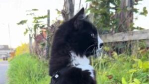 Non è l’incontro che si aspettava: il gatto vede per la prima volta una pecora e reagisce così