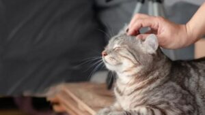 Il gatto infreddolito viene consolato con un massaggio alla testa e tutti lo invidiano