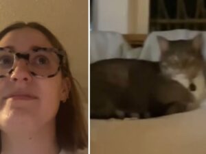 Una coppia torna a casa e scopre cosa ha combinato il gatto: il momento è esilarante