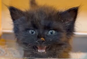 Il gattino viene messo in incubatrice ma non la prende affatto bene: “Me la pagherete!”