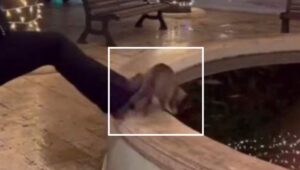 Gatto lanciato nella fontana del paese: 15enne potrebbe andare a processo