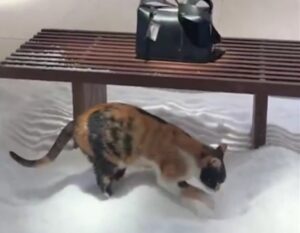 Gatto nella vetrina di una boutique d’alta moda fa i suoi bisognini