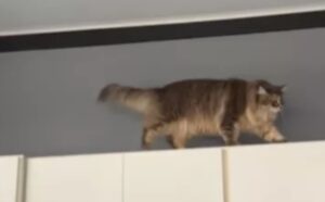 L’host su Airbnb vieta gli animali sui mobili, ma il gatto siberiano risponde in modo… “creativo”