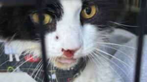 Il gatto smarrito torna finalmente dal suo padrone: i suoi miagolii rivelano qualcosa di sconvolgente