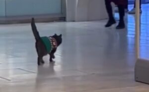 Questo gatto che passeggia per i negozi con un maglione di Natale ci rappresenta tutti (VIDEO)