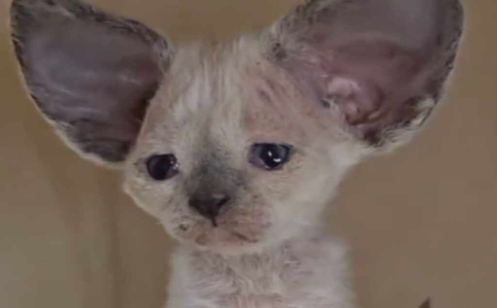 I meravigliosi gattini Devon Rex incantano tutti con le loro meravigliose orecchie da Dumbo (VIDEO)