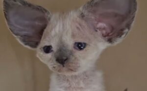 I meravigliosi gattini Devon Rex incantano tutti con le loro meravigliose orecchie da Dumbo (VIDEO)