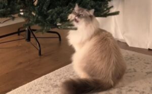 Questo gatto che “aiuta” la sua mamma umana a montare l’albero di Natale è la quintessenza del caos festivo (VIDEO)