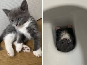 La proprietaria non è preparata a quello che fa la gattina appena si distrae: “Aiutatela”