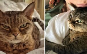 La gatta che sembrava sempre arrabbiata ha imparato finalmente cos’è il vero amore (VIDEO)