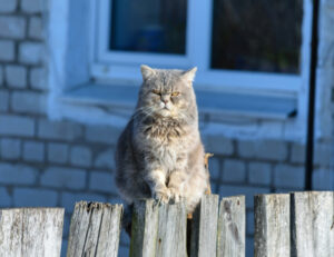 Cosa fare se il tuo gatto sembra non sopportare qualcuno che ami?