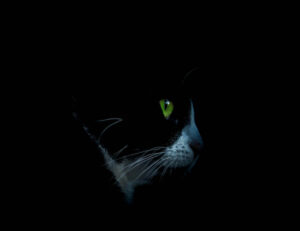 Cosa serve al tuo gatto per stare bene la notte di Capodanno?