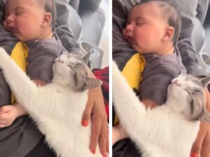 Questa gatta è la dimostrazione di quanto i felini possano davvero abituarsi ai bambini