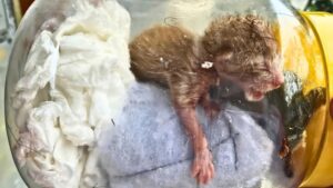 Hanno trovato il gattino abbandonato in un luogo inaspettato: piangeva, sperando che qualcuno lo amasse – VIDEO