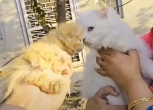 I soccorritori notano un gattino e la sua mamma, ma salvano più vite di quante pensassero