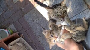 Non vuole lasciarli: mamma gatta vuole tenere sempre con sé i suoi amati gattini – VIDEO