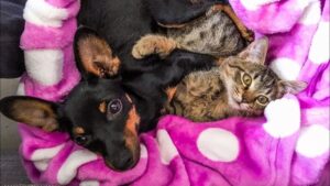 Questo adorabile gatto randagio ha un nuovo amico che non smette mai di andare a trovare – VIDEO