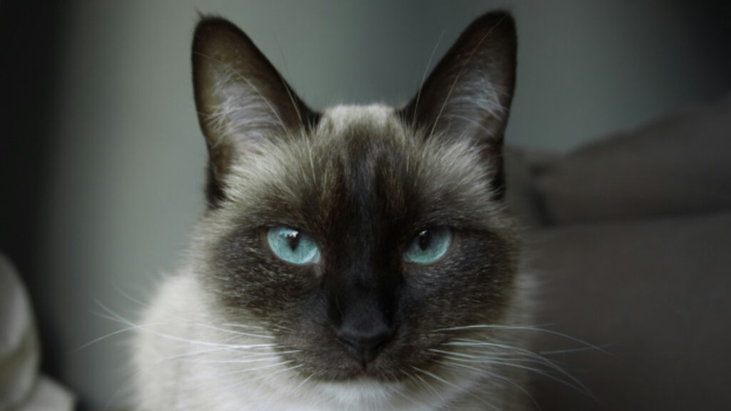 BeliceWeb.it - Sì, queste sono le 5 razze di gatto che non accetteranno mai un no come risposta da parte tua