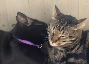 Tutte le speranze della donna si trasformano in realtà quando il gattino cieco comincia a vedere