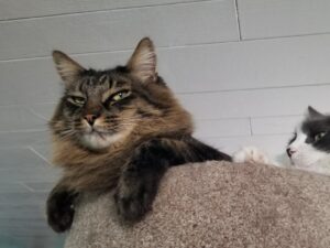 Una donna ritrova un gatto smarrito, ma il messaggio che riceve dall’ex padrone indigna tutti