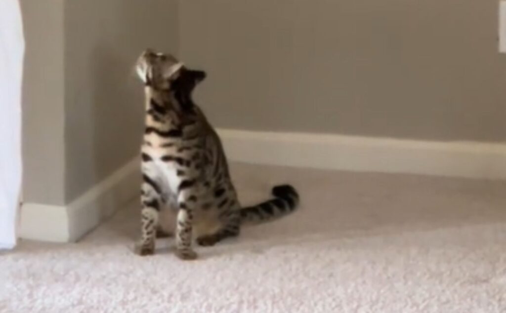 L’albero di Natale non c’è più e il povero gattino non può fare altro che essere affranto (VIDEO)
