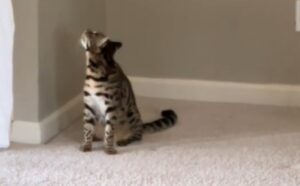 L’albero di Natale non c’è più e il povero gattino non può fare altro che essere affranto (VIDEO)