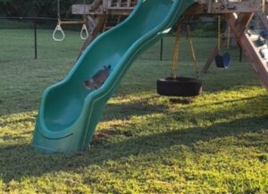 Gruppo di gattini gioca sull’altalena come fossero dei bambini