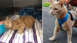 Questo gatto riceve la sedia a rotelle più bella ma non è l’unica sorpresa per lui