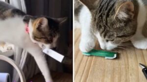 Il proprietario rimane di stucco quando il suo gatto torna a casa con un pacco di sigarette